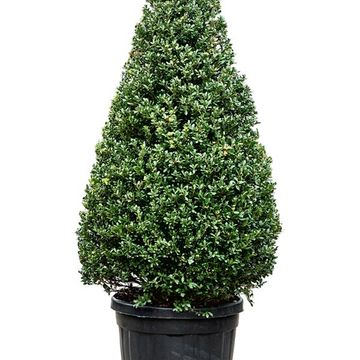 Ilex crenata DARK GREEN