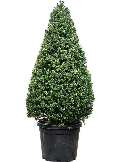 Ilex crenata DARK GREEN