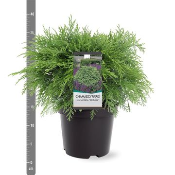 Chamaecyparis lawsoniana 'Globosa'