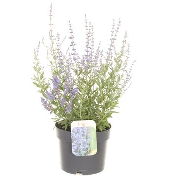 Perovskia atriplicifolia 'Bluesette' Perovskia atriplicifolia 'Bluesette'