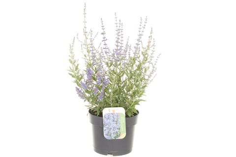 Perovskia atriplicifolia 'Bluesette'
