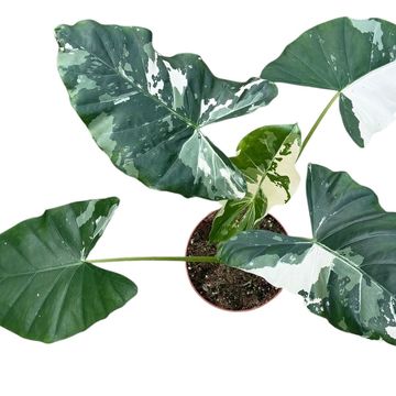 Alocasia macrorhiza Variegata