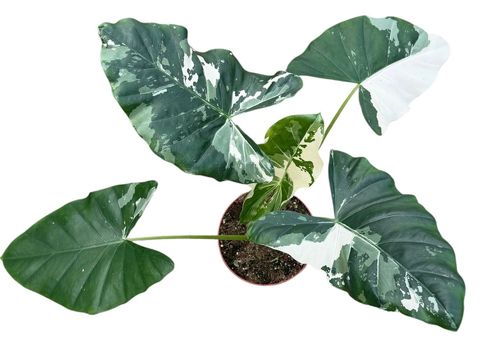 Alocasia macrorhiza Variegata