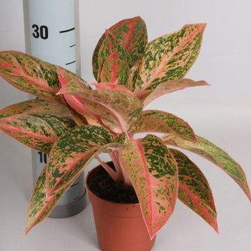 Aglaonema 'Prosperity'