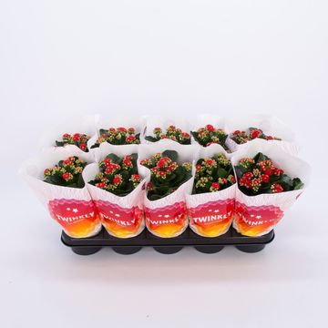 Kalanchoe blossfeldiana PERFECTA RED