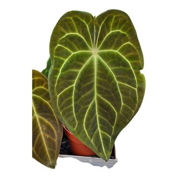 Anthurium 'Surprise Hybrid'