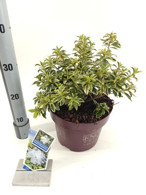 Rhododendron ENCORE AUTUMN MOONSTRUCK