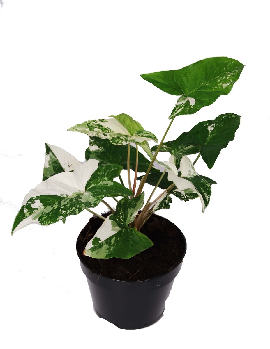 Syngonium podophyllum Albo Variegatum (P15 cm H30 - 40 cm) – Plant ...