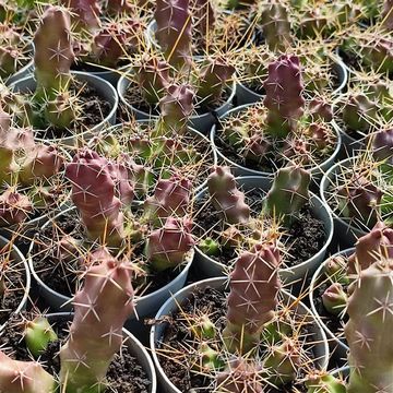 Echinocereus pentalophus