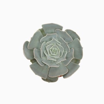 Echeveria 'Pollux'