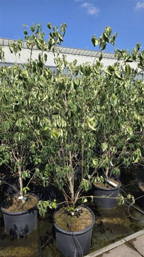 Cornus kousa 'China Girl'