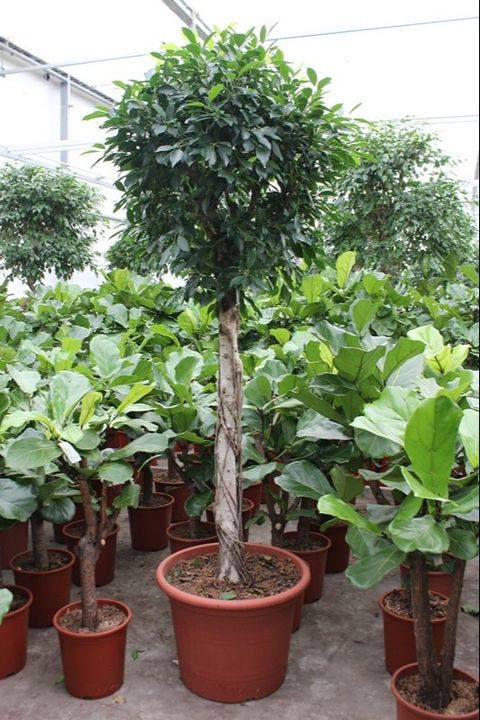 Ficus nitida