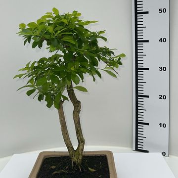 Duranta erecta