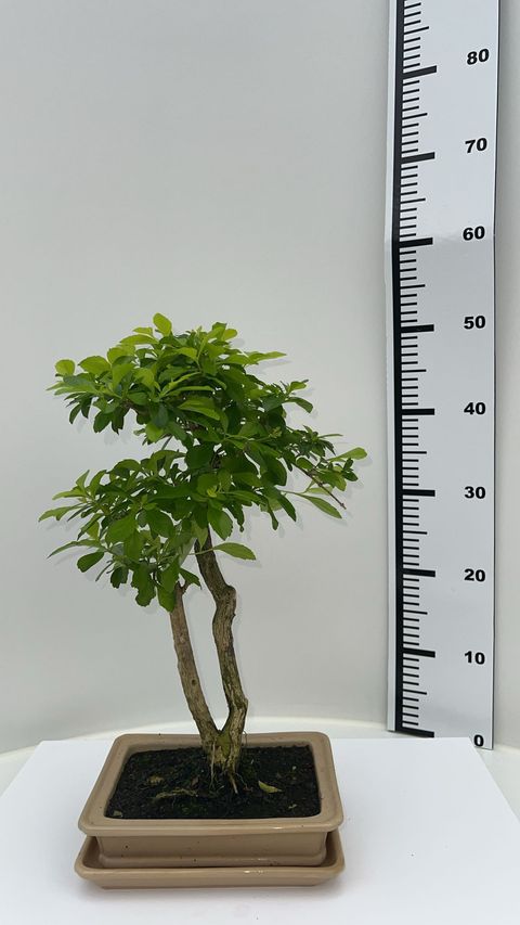 Duranta erecta