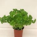 Petroselinum crispum
