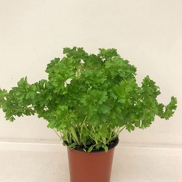 Petroselinum crispum