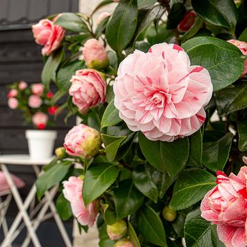 Camellia japonica 'Bonomiana'
