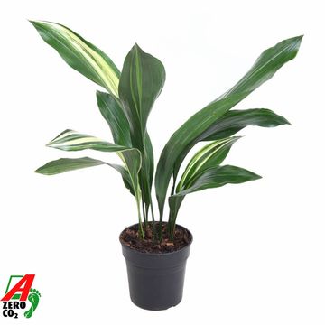 Aspidistra elatior 'Variegata'