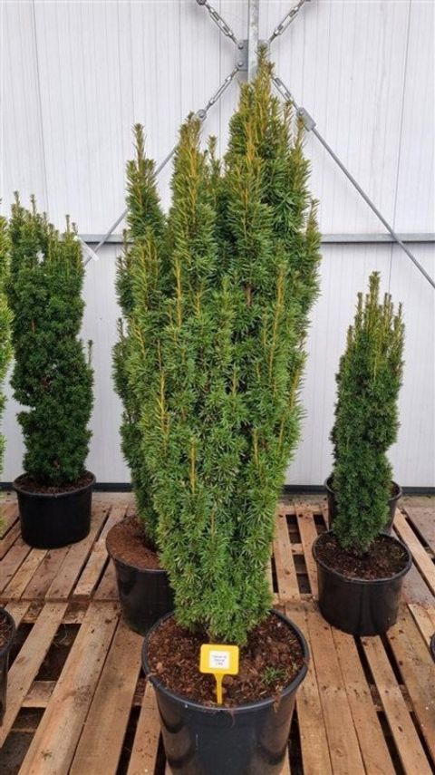 Taxus baccata 'David'