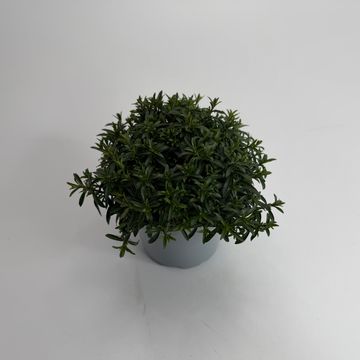 Arenaria montana BLIZZARD