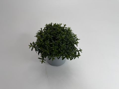 Arenaria montana BLIZZARD