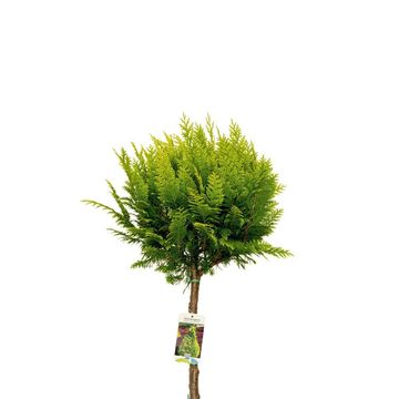 Chamaecyparis лавсониана 'Stardust'