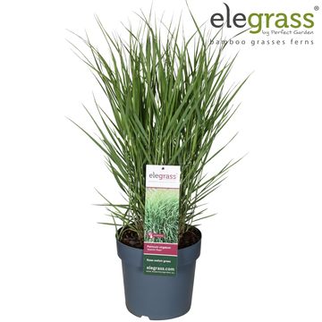 Panicum virgatum ''Apache Rose''