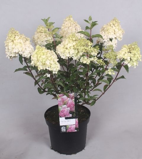 Hydrangea paniculata VANILLE FRAISE