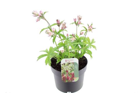 Astrantia major SPARKLING STARS WHITE