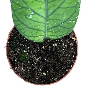 Hoya meredithii TED GREEN