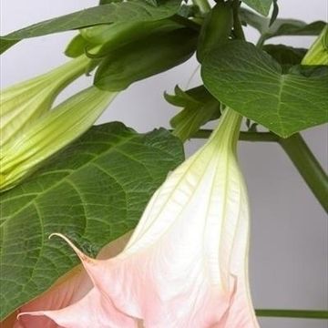 Brugmansia MIX