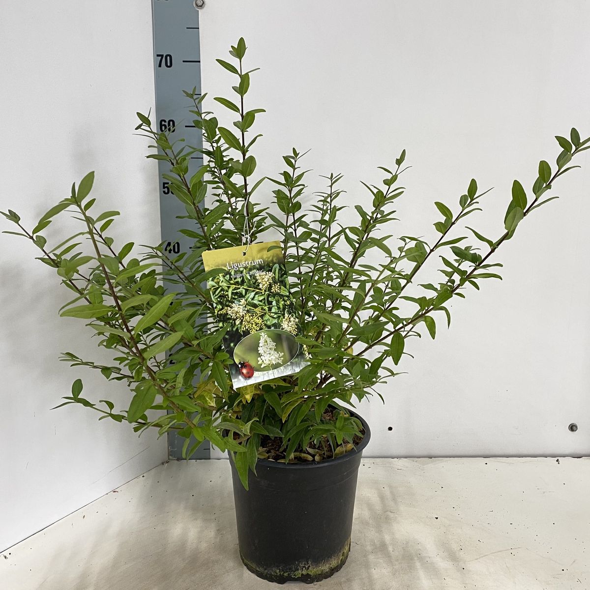plants circle Exklusives Pflanzenpaket: Vier exquisite Zimmerpflanzen zu einem ungla