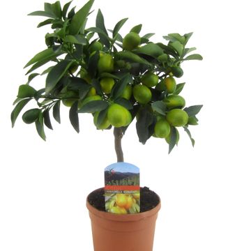 Citrus japonica