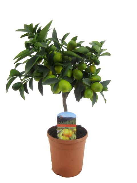 Citrus japonica