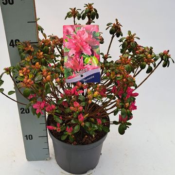 Rhododendron 'Kermesina' (AJ)