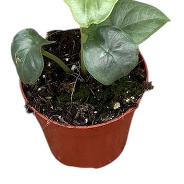 Alocasia puncakborneensis