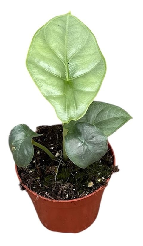Alocasia puncakborneensis