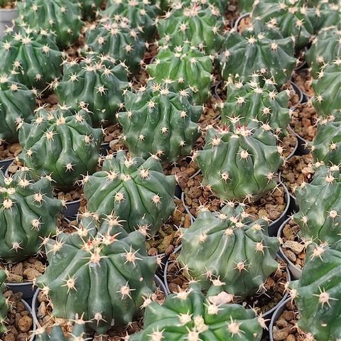 Ferocactus horridus