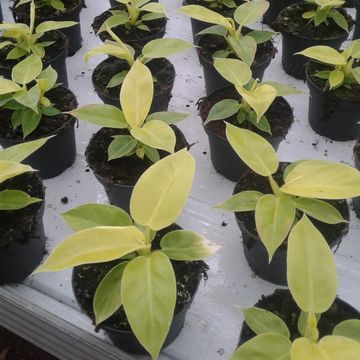 Philodendron 'Moonlight'