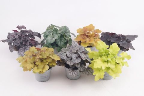 Heuchera MIX