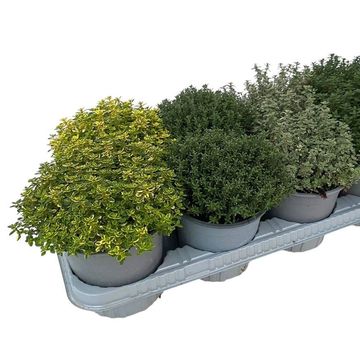 Thymus MIX