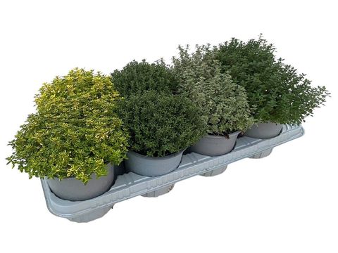 Thymus MIX