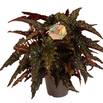 Begonia maculata MIX