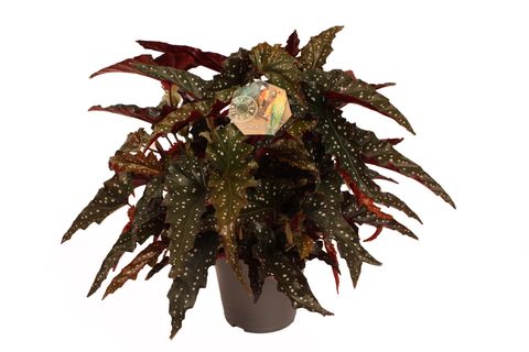 Begonia maculata MIX