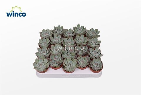 Echeveria parva x lindsayana