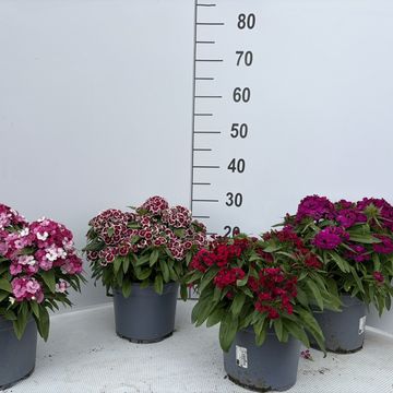 Dianthus barbatus DART MIX