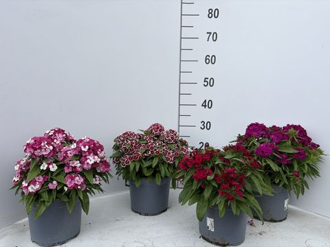 Dianthus barbatus DART MIX