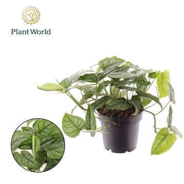 Monstera siltepecana