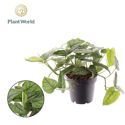 Monstera siltepecana