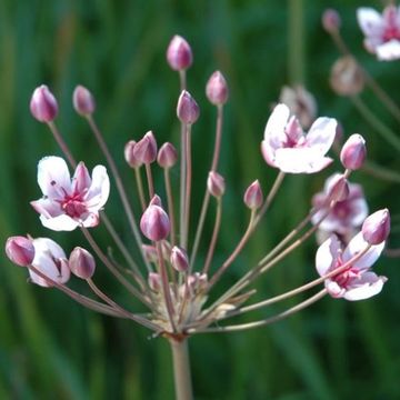 Butomus umbellatus